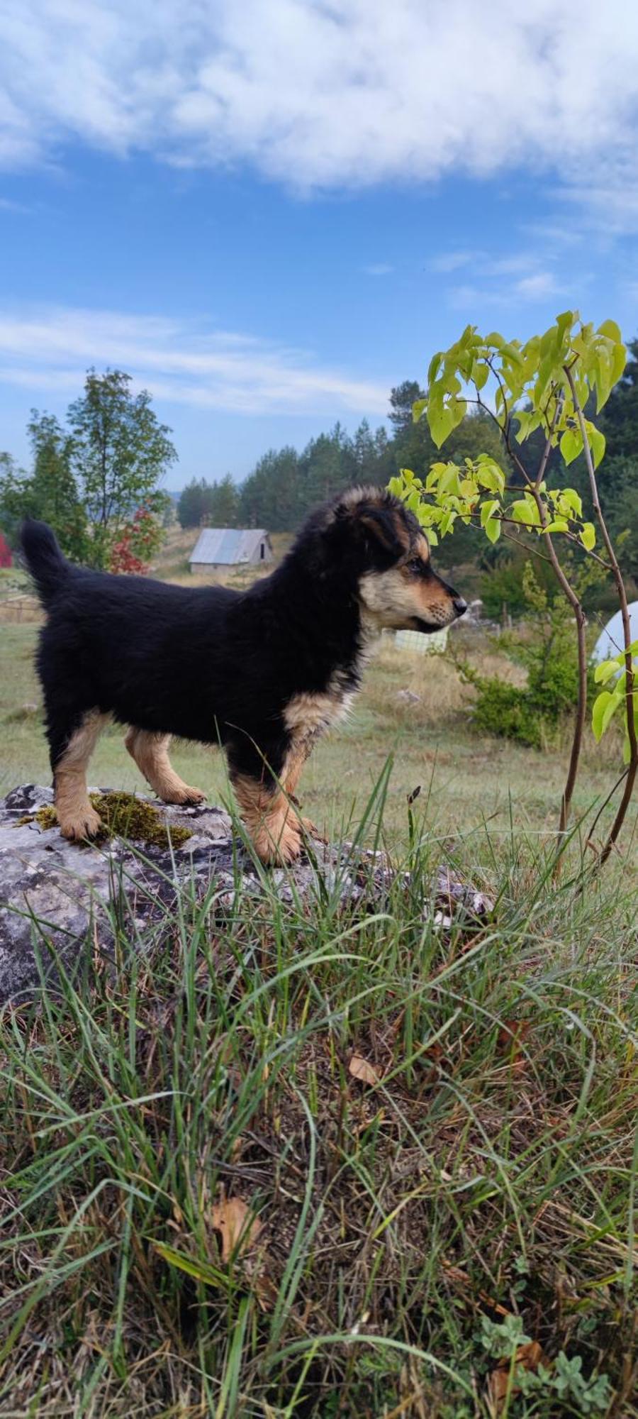 Vukov Konak - Wolf'S Lodge Žabljak Buitenkant foto